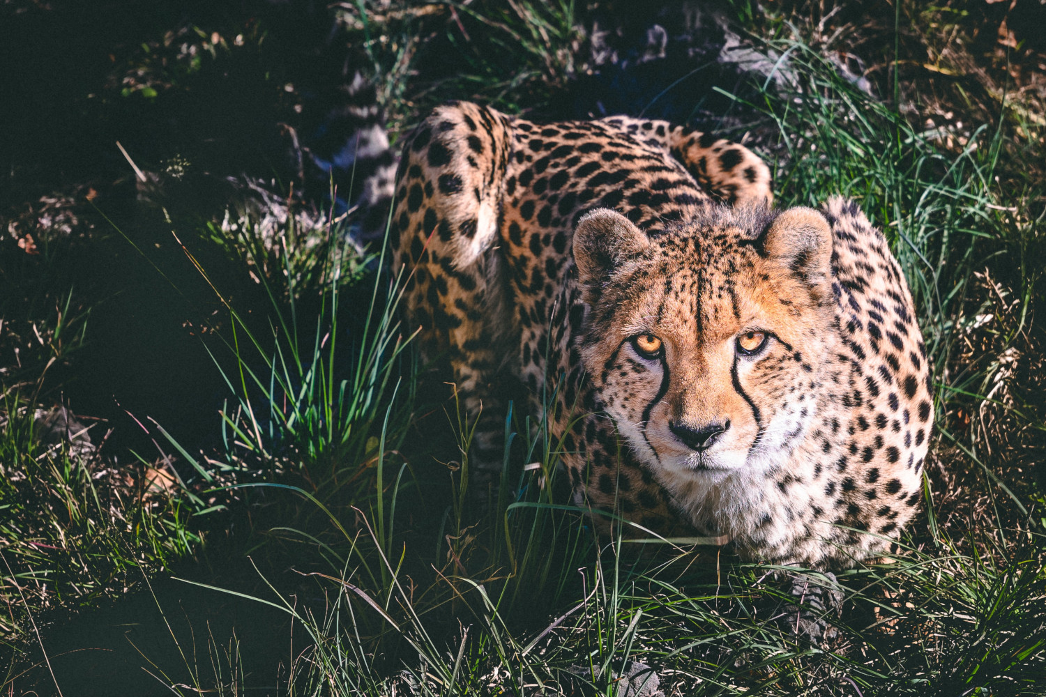 International Cheetah Day