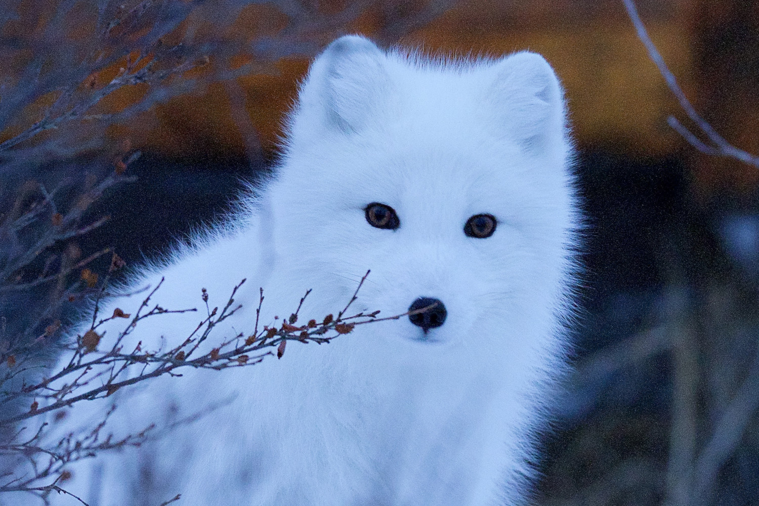 International Day of Animal Rights…more Important than you Realize