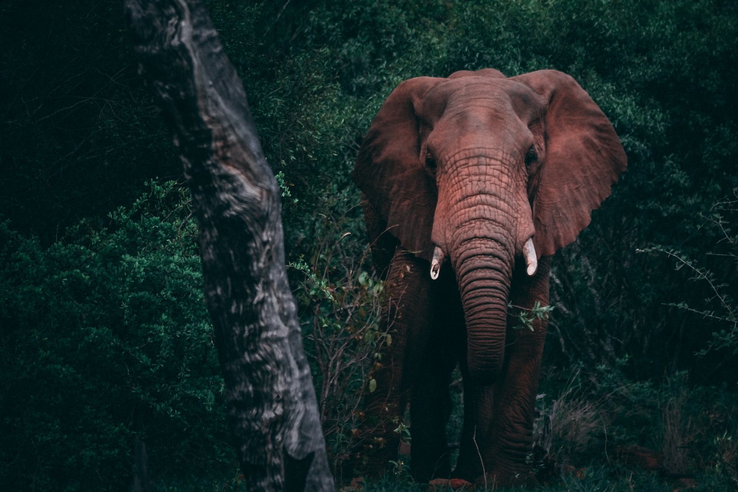 World Wildlife Conservation Day